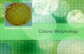 Enterobacter aerogenes Colony Morphologyblog.wsd.net/tiswenson/files/2012/10/colony-morphology.pdfCitrobacter freundii