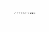 CEREBELLUM - Rutgers Universityzlab.rutgers.edu/classes/behaviorCogNeuro/cerebellum_03-11-04.pdf · changes that occur in the cerebellum following the learning of a novel motor task
