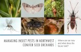 Managing Insect Pests In Northwest Conifer Seed Orchardswesternforestry.org/wp-content/uploads/2016/06/Beth-Whillhite.pdf · MANAGING INSECT PESTS IN NORTHWEST CONIFER SEED ORCHARDS