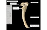 Dog Ulna (Right) Anconeal process Medial - Home Page | … · Anconeal process Medial View Medial coronoid process Lateral styloid ... Dog Skull Rostral View Occipital bone Frontal