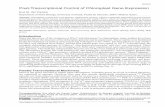 Post-Transcriptional Control of Chloroplast Gene …hos.ufl.edu/sites/default/files/courses/PCB6528/del Campo09.pdf · Post-Transcriptional Control of Chloroplast Gene Expression