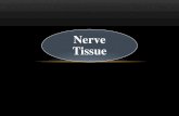CHAPTER 11 Nervous Tissue - Med Study Group - Blogmsg2018.weebly.com/uploads/1/6/1/0/16101502/nerve_tissue_.pdfFunctional Classes of Neurons Sensory (afferent) neurons – afferent