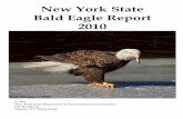 New York State Bald Eagle Report 2010 · New York State . Bald Eagle Report . 2010. ... This year’s annual, and last for this author, New York State bald eagle report is dedicated