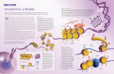 tHE BASiCS EpigEnEtiCS: A pRiMER · important and quite different questions are all addressed by the field of epigenetics,