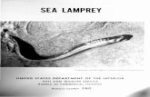 SEA LAMPREY - National Oceanic and Atmospheric ...spo.nmfs.noaa.gov/sites/default/files/legacy-pdfs/...Ocean, t he sea lamprey, which about a hundred years laterwastodestroythe 10-mlllion-pound