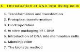 6 Introduction of DNA into living cells - uni-bayreuth.de Introduction of DNA into living cells 1. Transformation and transfection 2. Protoplast transformation 3. Electroporation 4.