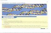 Chapter 12 DNA and RNA - viggenz.com · Chapter 12 DNA and RNA ... replicated, how do the new molecules relate to the original molecule? 17. ... In the genetic code, AAC codes