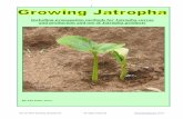 Propagation methods for Jatropha curcas - WordPress.com · Jatropha: ornamental in the tropics, continuously crimson, flowers almost all year. This plant is widely used in the streets