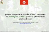 projet de plantation de 15000 hectares de Jatropha curcas ...siteresources.worldbank.org/.../Session5c-Projet_Jatropha_Tunisia.pdf · Middle Eastern and North African Carbon Forum-
