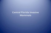 Central Florida Invasive Mammals - bugwoodcloud.org · Central Florida Invasive Mammals. ... Wild pigs are by far the most conspicuous and destructive exotic animal species ... and
