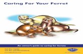 Caring For Your Ferret A heritage in healthy feed Alpha in ... Ferrets Ferret History This information booklet and useful guide provides tips on how to care for your ferret. It includes