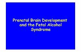 Prenatal Brain Development and the Fetal Alcohol Syndromemedia.medfarm.uu.se/play/attachmentfile/video/975/handouts4.pdf · pak/development.ppt Ventricular ... and congenital muscular