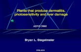 Plants that produce dermatitis, photosensitivity and liver ... · Plants that produce dermatitis, photosensitivity and liver damage ... antidepressant activity. PPRL 2010 ... have
