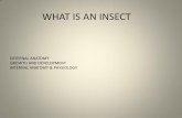 WHAT IS AN INSECT - Shiraz · WHAT IS AN INSECT EXTERNAL ANATOMY ... • Some species of insects are able to reproduce by parthenogenesis, a ... PowerPoint Presentation Author: