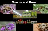 Wasps and Bees - Colorado State Universitywebdoc.agsci.colostate.edu/bspm/Wasps and Bees.pdfWasps and Bees . Key Points – Bees and Wasps •Although both bees and wasps can sting,
