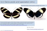10.3 Gene pools and speciation (AHL) - Moraski Sciencemoraskiscience.weebly.com/uploads/8/6/2/3/86237624/genes_pools_a… · 10.3 Gene pools and speciation (AHL) Essential idea: Gene