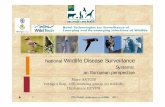 National Wildlife Disease Surveillance Systems an …oie.int/conf/wildlife/Presentations/S5_4_MarcArtois.pdfNational Wildlife Disease Surveillance Systems: an European perspective