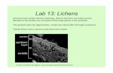 Lab 13: Lichens - geobotany.uaf.edu ·   ... • Foliose lichen growing on humus and moss. • Pale to apple green when moist, ... PD- chemical test.