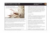 Field Guide to Cave Life Great Basin National Park … Guide to Cave...Field Guide to Cave Life Ecology - There is no sunlight in caves beyond the twilight zone, and thus plants that