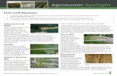 Corn Leaf Diseases - Monsanto · Corn Leaf Diseases For additional agronomic information, please contact your local seed representative. Developed in partnership with Technology,
