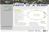 Lesson 3 PARTS oF A PLANT - The Campus Kitchens … Lesson 3 + Appendices.pdf · Students will be able to identify the different parts of a plant and describe how plants grow. They