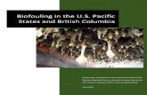 Biofouling in the U.S. Pacific States and British Columbia group/Final CC...U.S. Pacific states and British Columbia is the lack of regulatory management to minimize the risk of introduction