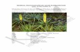 HERBAL MONOGRAPH OF ALOE BARBADENSIS (syn. ALOE … · 1 HERBAL MONOGRAPH OF ALOE BARBADENSIS (syn. ALOE INDICA) Dried juice of leaves of Aloe barbadensis Mill.(Syn. A.vera(Linn).Burm.f.,