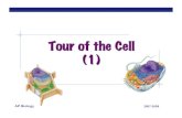 Tour of the Cell (1) - Quia Biology! 2007-2008 Tour of the Cell (1) AP Biology! Prokaryote Types of cells bacteria cells Eukaryote animal cells - no organelles - organelles Eukaryote