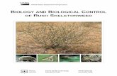 Biology and Biological Control of Rush Skeletonweedbugwoodcloud.org/resource/pdf/Rush_skeletonweed.pdf · Developing, Implementing, and Managing Contents. a Rush Skeletonweed Biological