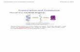 Transcription and Translation.notebook · Transcription and Translation.notebook February 21, 2012 Transcription and Translation Recall the central dogma: Gene expression is …