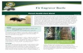 Forest Health Fact Sheet - Oregon.gov Home Page Engraver Beetle...Forest Health Fact Sheet March 2017 Distribution of fir engraver coincides with the range of it’s preferred hosts: