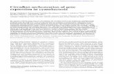 Circadian orchestration of gene expression in …genesdev.cshlp.org/content/9/12/1469.full.pdf · Circadian orchestration of gene expression in cyanobacteria Yi Liu, 1 Nicholas F.