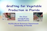 Grafting for Vegetable Production in Floridahos.ufl.edu/sites/default/files/faculty/gdliu/Zhao.pdf · Grafting for Vegetable Production in Florida . ... used for commercial production