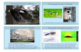 The Simple Science of Flight - Unidata Simple Science of Flight Steven Businger Unidata Fall 2013 1 The Simple Science of Flight Why do birds fly? I’m not sure, but that’s a different