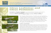 Citrus Leafminer and Citrus Peelmineranrcatalog.ucanr.edu/pdf/8321.pdfCitrus Leafminer and Citrus Peelminer ANR Publication 8321 2 on the internal parts of the leaf by shearing the