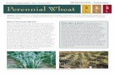 Perennial Wheat - Center for Regional Food Systemsfoodsystems.msu.edu/uploads/files/E-3208.pdfPerennial Wheat Extension Bulletin E3208 • New • February 2014 Authors: Sieg Snapp,