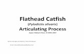 WMAN300 Flathead Catfish (Pylodictis olivaris ...jcsites.juniata.edu/faculty/merovich/WMAN300_Flathead Catfish... · Title: Microsoft PowerPoint - WMAN300_Flathead Catfish (Pylodictis