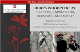 OHIO’S WOODPECKERS - Ohio Bird Conservation Initiativeobcinet.org/wp-content/uploads/2013/11/Woodpeckers.pdf · What Will We Talk About: – Amazing abilities of woodpeckers –