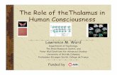 The Role of theThalamus in Human Consciousness · Primary consciousness Searle: ... Dennett, Tononi & Edelman ... Subcortical circuits necessary for consciousness Thalamus does more