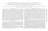 Lipid Metabolism of Rumen Ciliates Bacteriaaem.asm.org/content/11/3/260.full.pdfLipid Metabolism of RumenCiliates and Bacteria II. Uptake of Fatty Acids and Lipid Analysis of Isotricha
