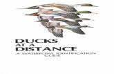 AT A DISTANCE - U.S. Fish and Wildlife Service at a Distance-OCR.pdfDucks at a Distance By Bob Hines DEPARTMENT OF THE INTERIOR U.S. Fish and Wildlife Service