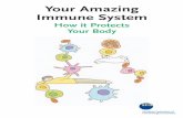 our Amazing Immune System · Your Body - ÖGAIoegai.org/oegai/2-PDF/AmazingImmuneSystem.pdfY our Amazing Immune System · C ompiled by the Japanese Society for Immunology (JSI) ·