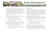 cut Flowers: EB1982 - Washington State Universitycru.cahe.wsu.edu/CEPublications/eb1982/eb1982.pdf · Growers have a number of options for cut flower production. They can grow plants
