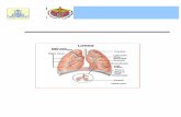 Outcome of the undergraduate Curriculum · Web viewLangman's Medical Embryology (T.W. Sadler) Student Notes: . Department: Anatomy: dissecting room Practical 1: Structure of the nose,