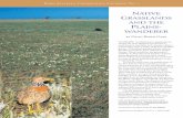 NATIVE GRASSLANDS AND THE PLAINS WANDERER - … · NATIVE GRASSLANDS AND THE PLAINS-WANDERER by David Baker-Gabb SUMMARY: Lowland native grasslands are among the most depleted ecosystems