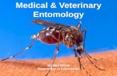 Medical & Veterinary Entomology - The University of … Entomology Insects can provide an objective estimate of the time of death as well as other valuable information concerning the