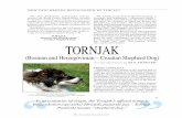 NEW DOG BREEDS RECOGNIZED BY THE FCI - … Chronicle-New Breeds Tornjak Nov Dec 201… · 290 - November/December, 2013 NEW DOG BREEDS RECOGNIZED BY THE FCI The Balkan wars had a