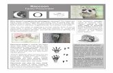 Raccoons Vol. 12, Iss. 2 July€¦ ·  · 2016-12-20Raccoons amble or waddle like bears when they walk. And like bears, they ... because of the availability of food like nuts & fruits.