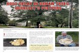 Decay Fungi Series - Urban Forest Diagnostics | Urban ... · largest of all the decay fungi that fruit on urban trees. ... erature reports that the pathogen causes a ... practiced
