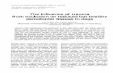 The influence of trauma from occlusion on reduced but … articles/LR9… ·  · 2017-06-07INFLUENCE OF TRAUMA FROM OCCLUSION ON HEALTBY PERIODONTIUM 111 Lindhe &, Svanberg (1974)